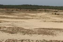 Pustynia Błędowska – największy w Polsce obszar lotnych piasków